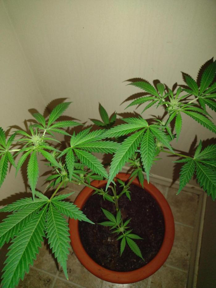 Critical Killer. Week 12