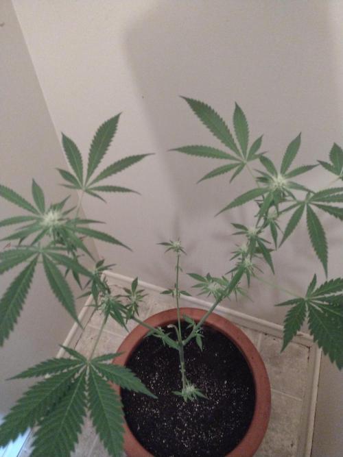 Critical Killer. Week 13