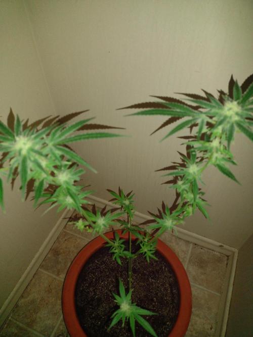 Critical Killer. Week 15