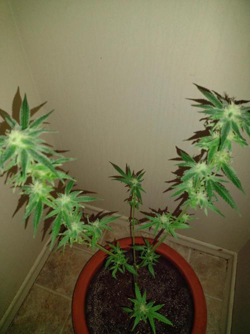 Critical Killer. Week 15