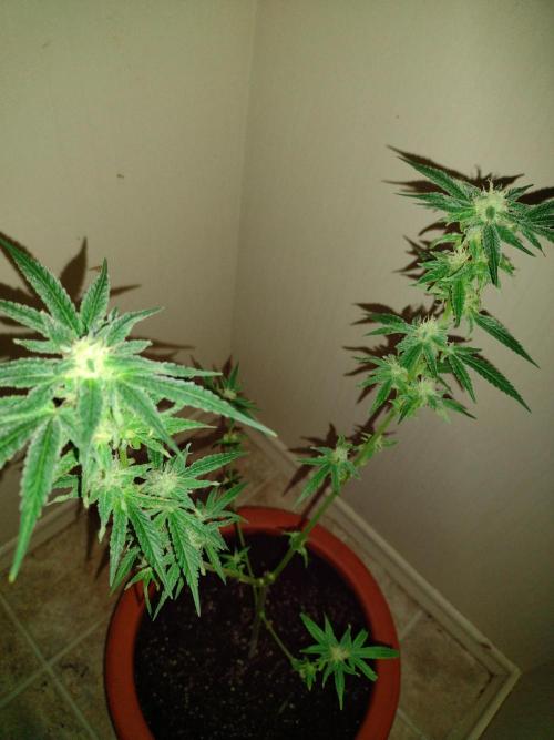 Critical Killer. Week 15