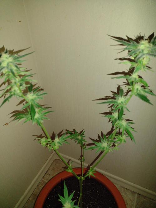 Critical Killer. Week 16