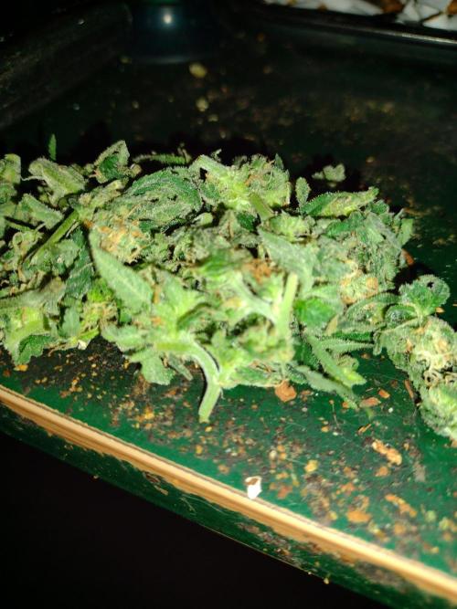 Critical Killer. Week 16