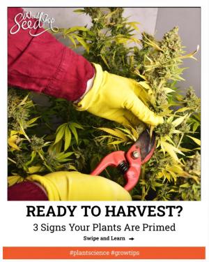 Comment by WeedSeedShop photo #1