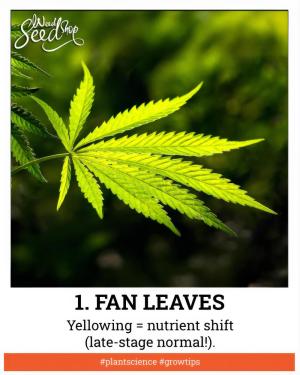 Comment by WeedSeedShop photo #2