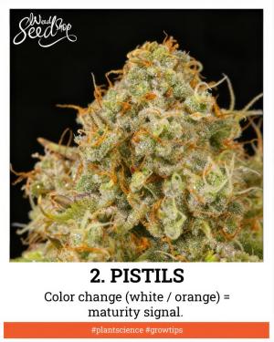 Comment by WeedSeedShop photo #3