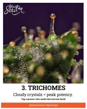 Comment by WeedSeedShop photo #4