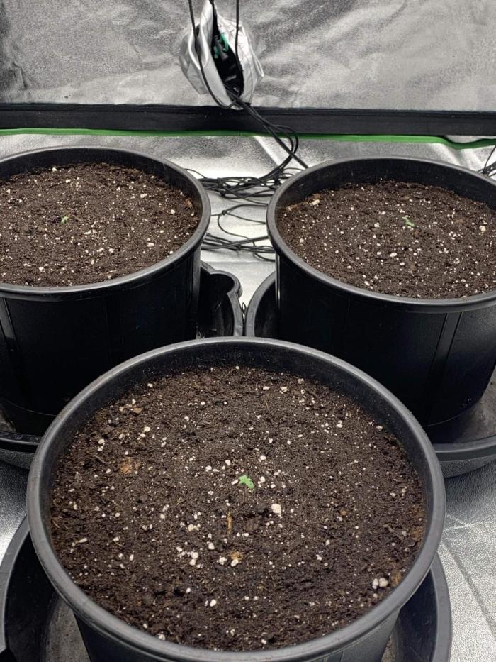 Northern Dragon Fuel. Week 0 - 3/4 popped the soil