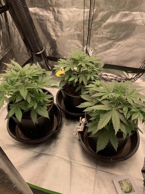 Northern Dragon Fuel. Week 3