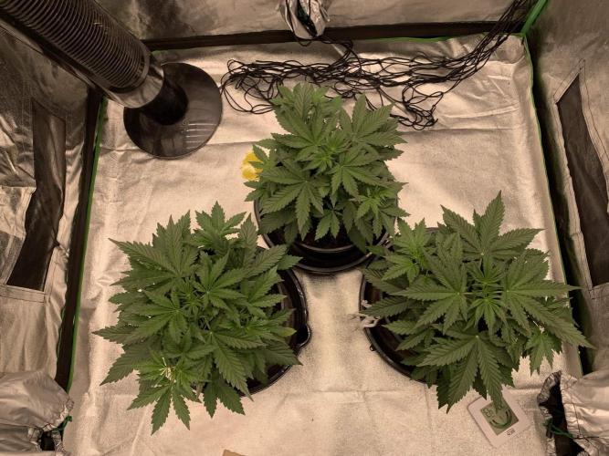 Northern Dragon Fuel. Week 3