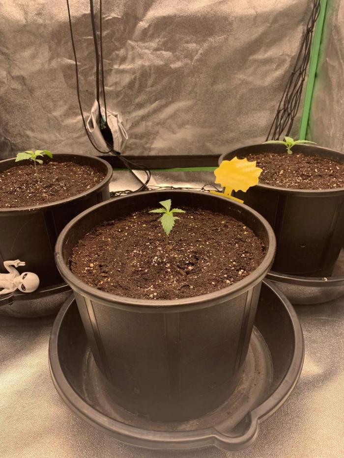 Northern Dragon Fuel. Week 2