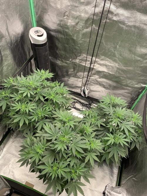 Northern Dragon Fuel. Week 4