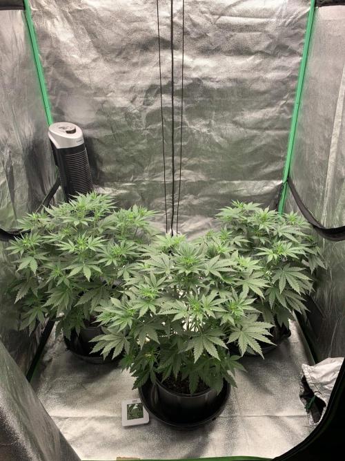 Northern Dragon Fuel. Week 4