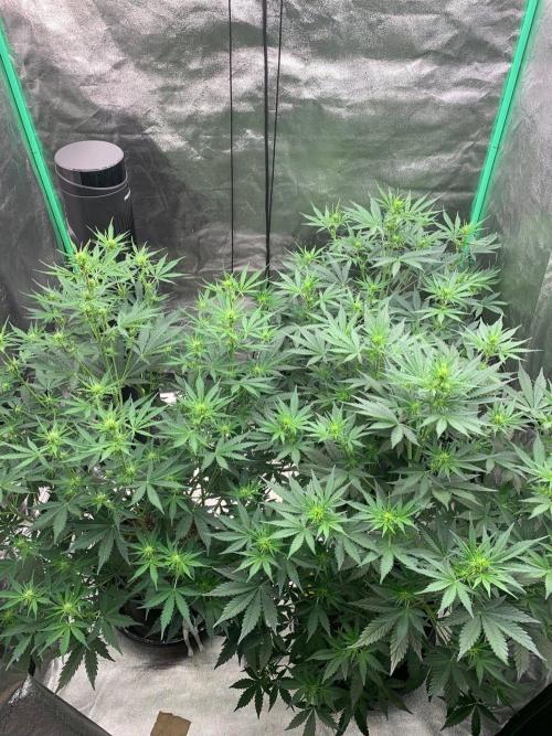 Northern Dragon Fuel. Week 5