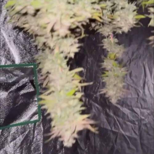 Pink Lemonade - 34 Street Seeds