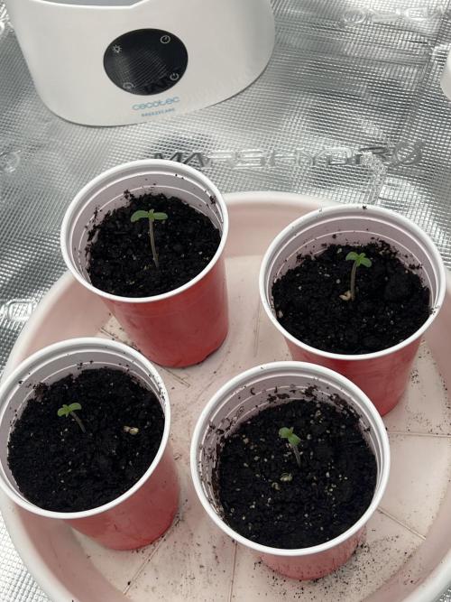 Sweet Auto. Week 0 - Día 18/01
Método de germinación: 
Tupper con servilletas humedas
