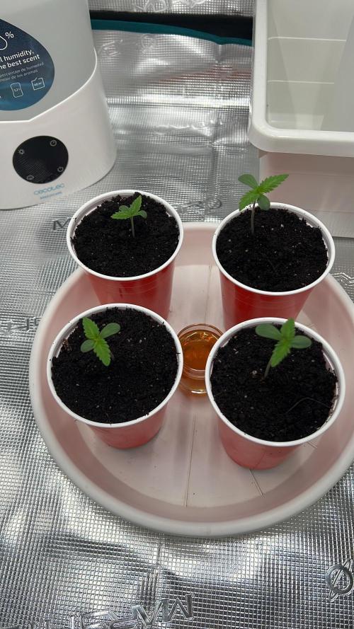 Sweet Auto. Week 0 - Día 21/01