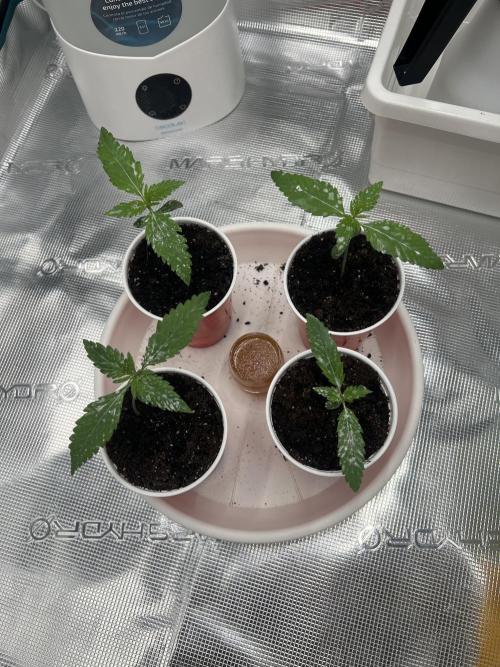 Sweet Auto. Week 1 - Día Martes 27/1