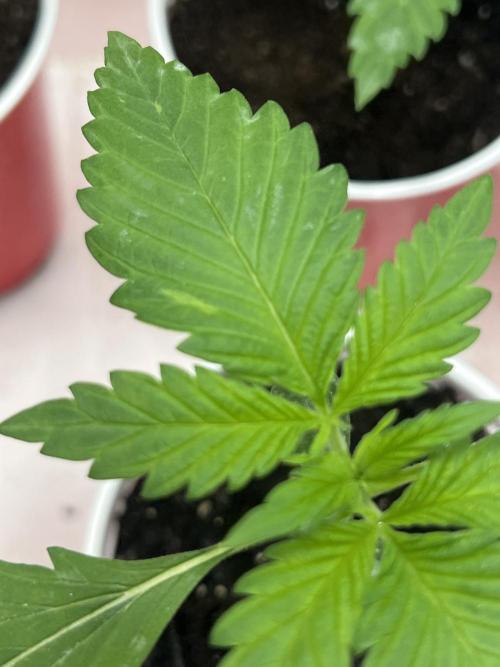 Sweet Auto. Week 1 - Día Viernes 30/1