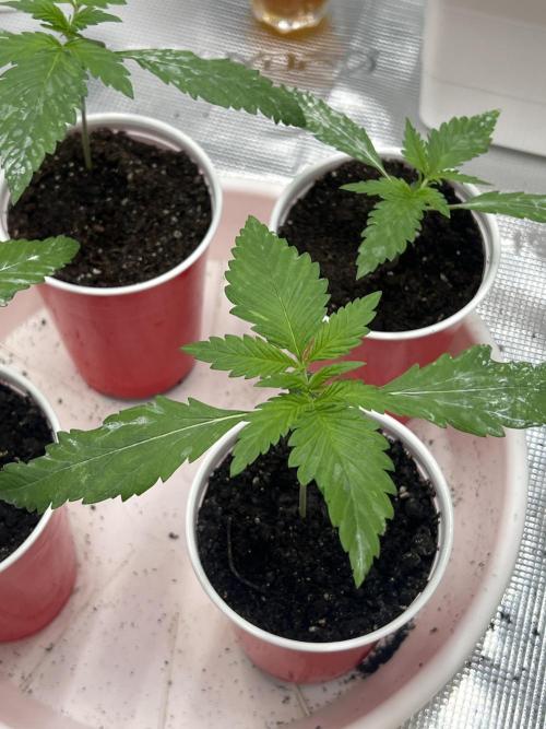 Sweet Auto. Week 1 - Día Viernes 30/1