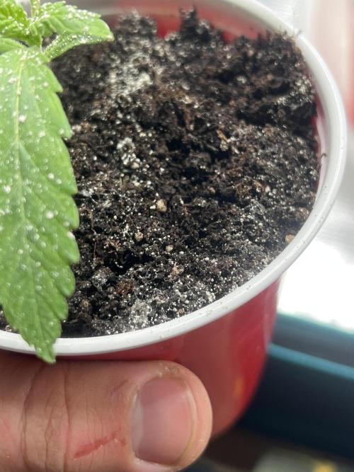 Sweet Auto. Week 1 - Día Lunes 26/1