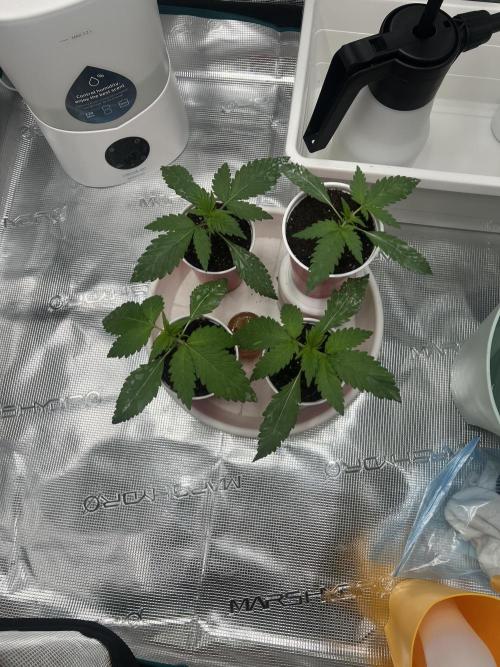 Sweet Auto. Week 2 - Día Domingo 1/2