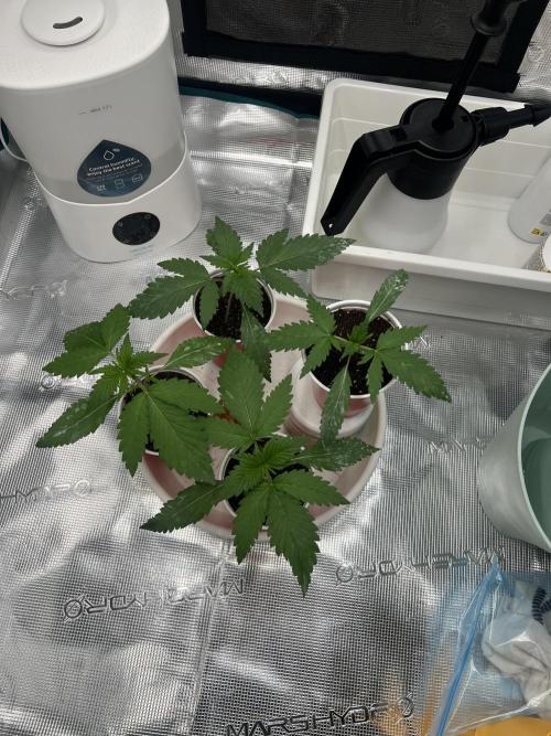 Sweet Auto. Week 2 - Día Lunes 2/2