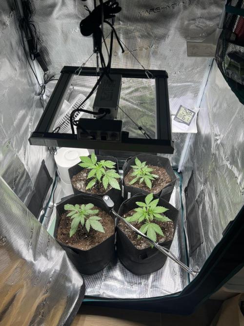 Sweet Auto. Week 3 - Día Jueves 5/02