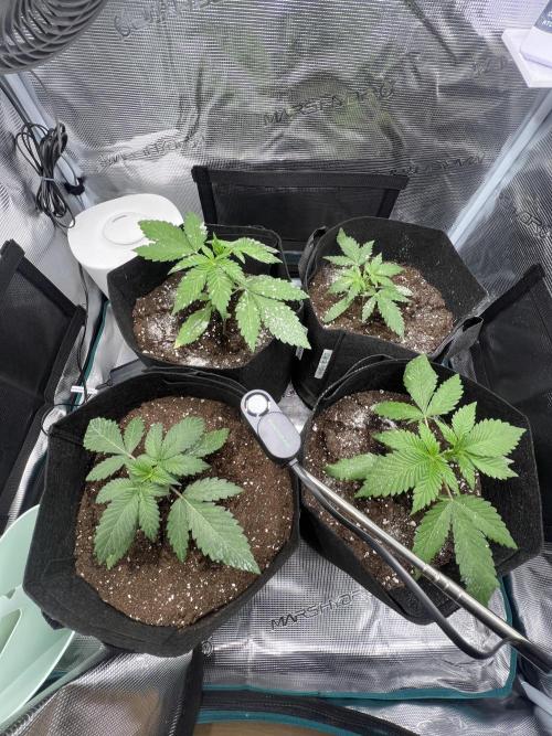 Sweet Auto. Week 3 - Día Jueves 5/02