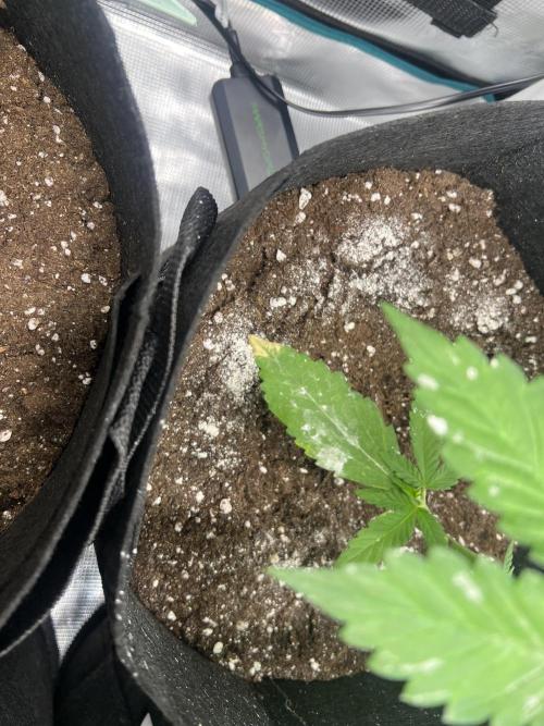 Sweet Auto. Week 3 - Día Jueves 5/02