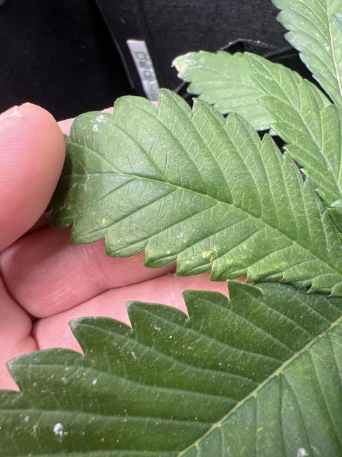 Sweet Auto. Week 3 - Día Jueves 5/02