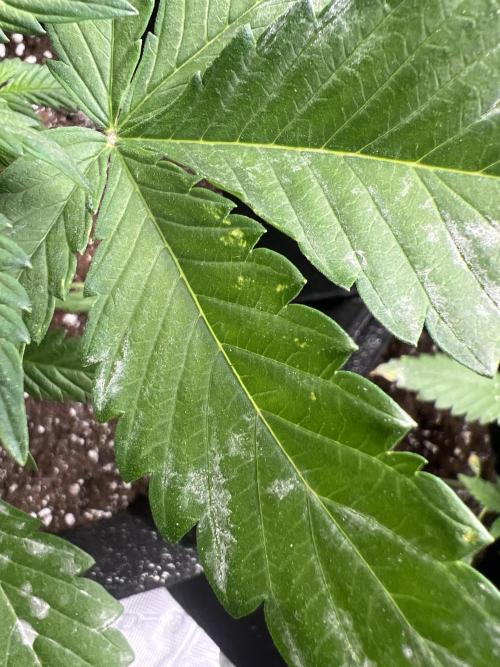 Sweet Auto. Week 3 - Día Jueves 5/02