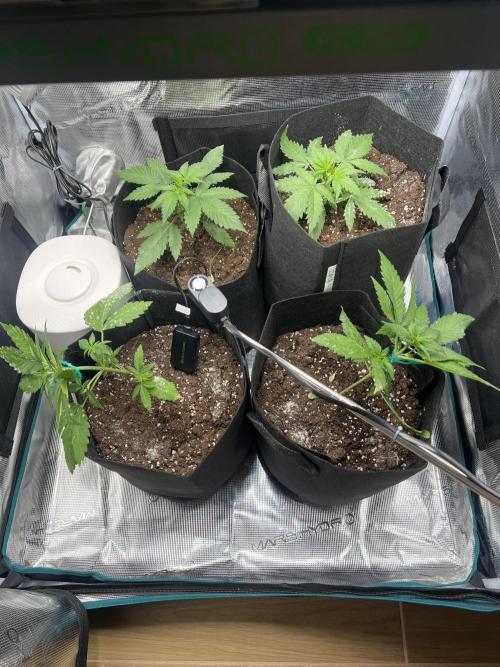 Sweet Auto. Week 3 - Día Domingo 8/02