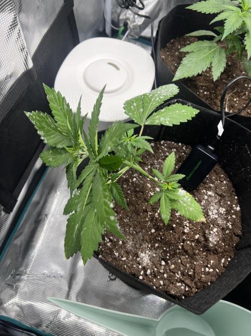 Sweet Auto. Week 3 - Día Domingo 8/02