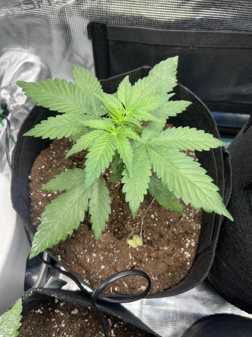 Sweet Auto. Week 3 - Día Domingo 8/02