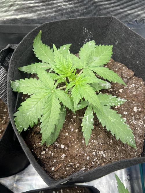 Sweet Auto. Week 3 - Día Domingo 8/02