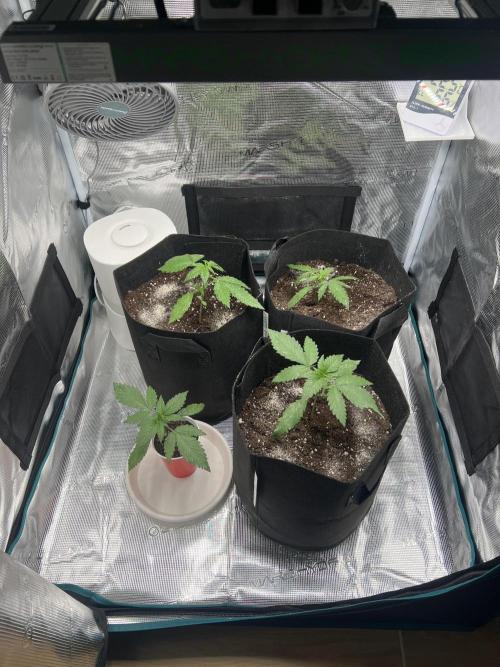 Sweet Auto. Week 2 - Día Martes 3/2