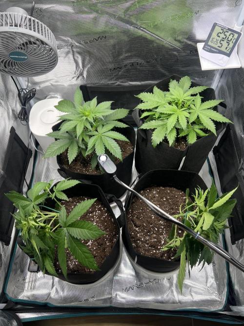 Sweet Auto. Week 4 - Día Viernes 13/02