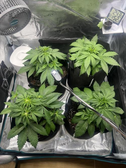 Sweet Auto. Week 4 - Día Sabado 14/02