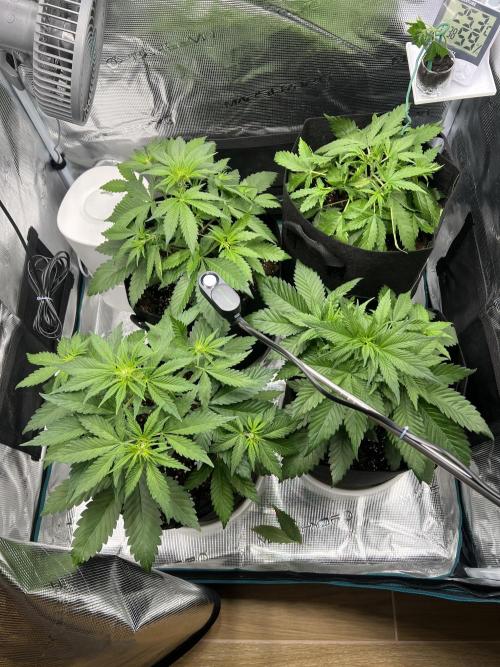 Sweet Auto. Week 4 - Día Domingo 15/02