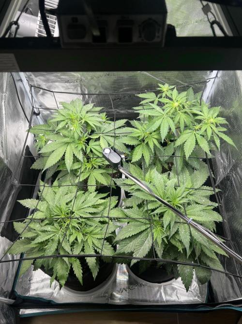 Sweet Auto. Week 4 - Día Martes 17/02