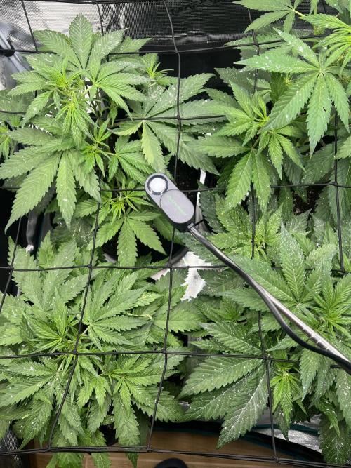 Sweet Auto. Week 4 - Día Martes 17/02