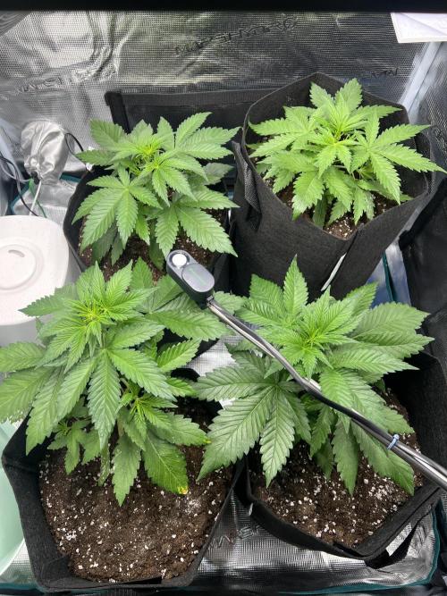 Sweet Auto. Week 4 - Día Jueves 12/02