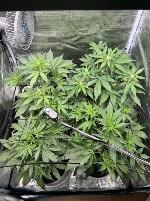 Sweet Auto. Week 5 - Día Viernes 20/02