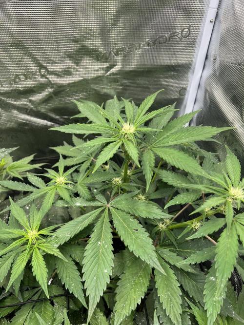 Sweet Auto. Week 5 - Día Viernes 20/02
