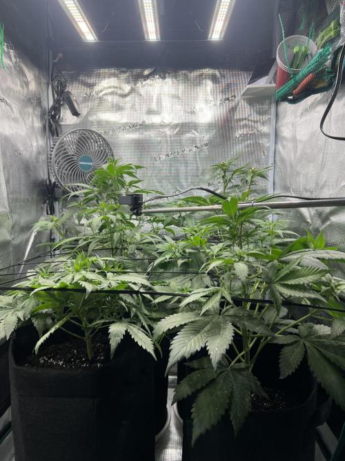 Sweet Auto. Week 5 - Día Sabado 21/02