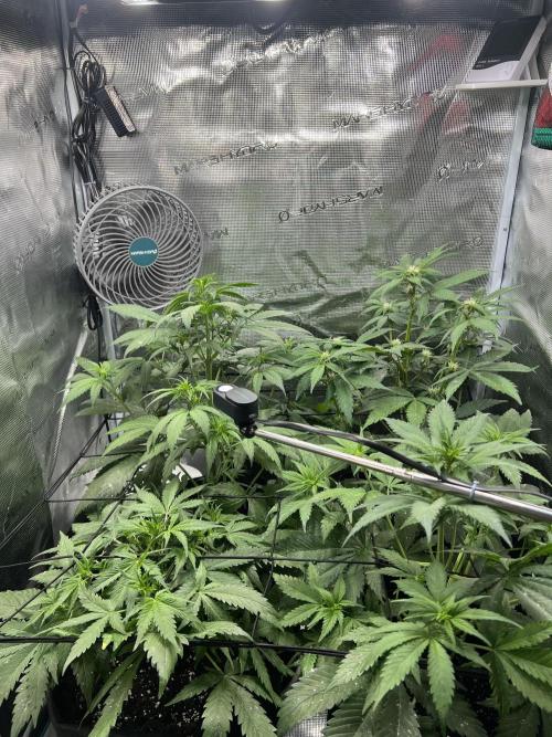 Sweet Auto. Week 5 - Día Sabado 21/02