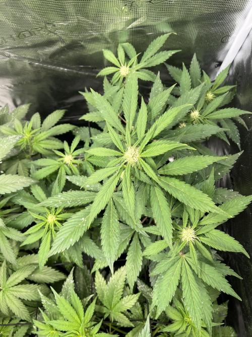 Sweet Auto. Week 5 - Día Sabado 21/02