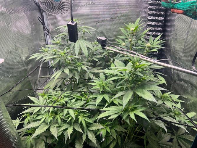 Sweet Auto. Week 5 - Día Martes 24/02