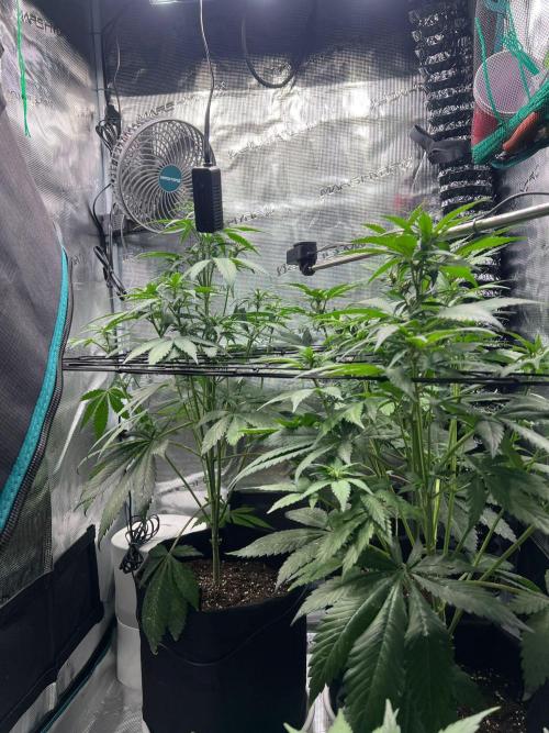 Sweet Auto. Week 5 - Día Miércoles 25/02
